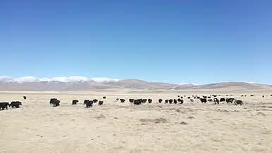 高原草原牦牛牛肉视频的预览图